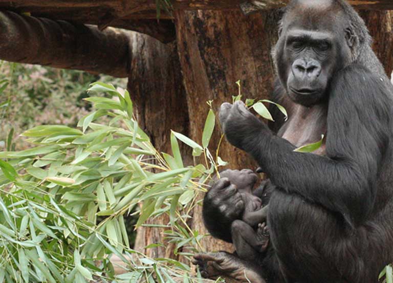 Protection des gorilles : le cri de cœur traduit en langue Badjoué