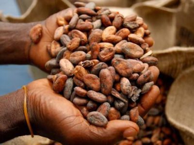 Ce nouveau record a été enregistré à la suite de la vente groupée de cacao organisée le 5 mars 2024  à Abong-mbang dans la région de l'Est.