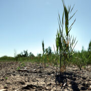 Alors que la COP 29 bat son plein, la question du financement de l'adaptation aux changements climatiques s'impose comme une priorité urgente. Les impacts du réchauffement climatique  (sécheresses, inondations, montée des eaux et autres catastrophes climatiques) frappent de plus en plus durement, en particulier les pays en développement qui, bien que peu responsables des émissions de gaz à effet de serre, subissent de plein fouet ces effets dévastateurs.