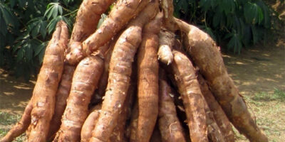 Elle se tiendra du 24 au 27 juillet 2025 à la maison du parti à Bonanjo. Dénommé « All Kassava », l'évènement promeut  la filière manioc sous toutes ses formes.