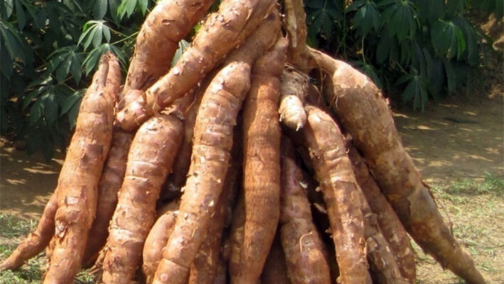 Elle se tiendra du 24 au 27 juillet 2025 à la maison du parti à Bonanjo. Dénommé « All Kassava », l'évènement promeut  la filière manioc sous toutes ses formes.